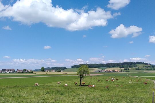 Milchkühe auf Weide.jpg